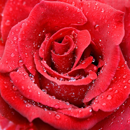 photo of a red roe with raindrops on the petals