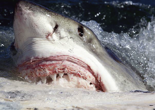 photo of a great white shark